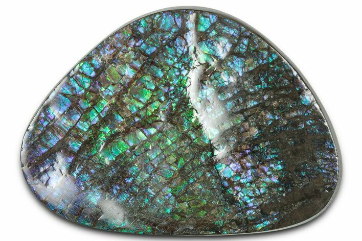 Flashy Ammolite (Fossil Ammonite Shell) - Purples & Blues #350346